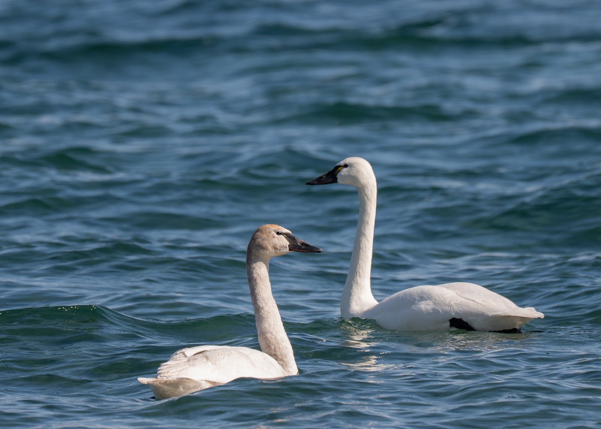 Гунгар хун - ML635346670