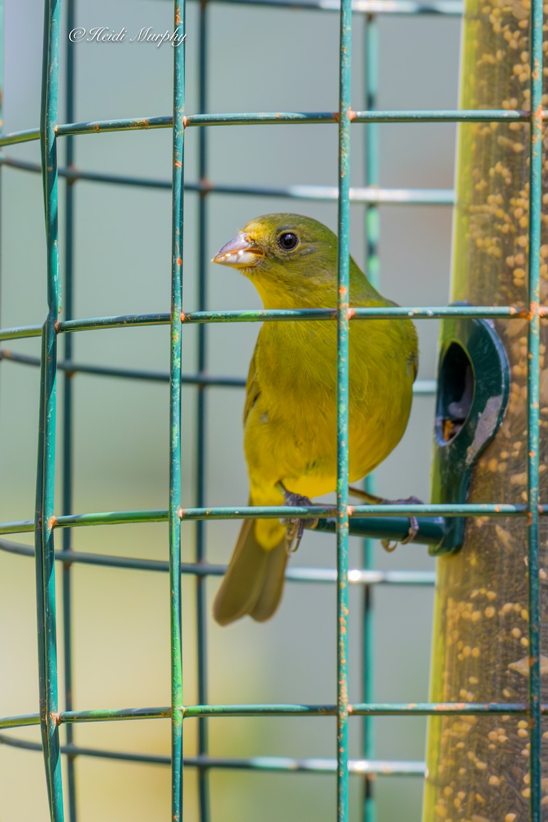 Azulillo Sietecolores - ML635346679