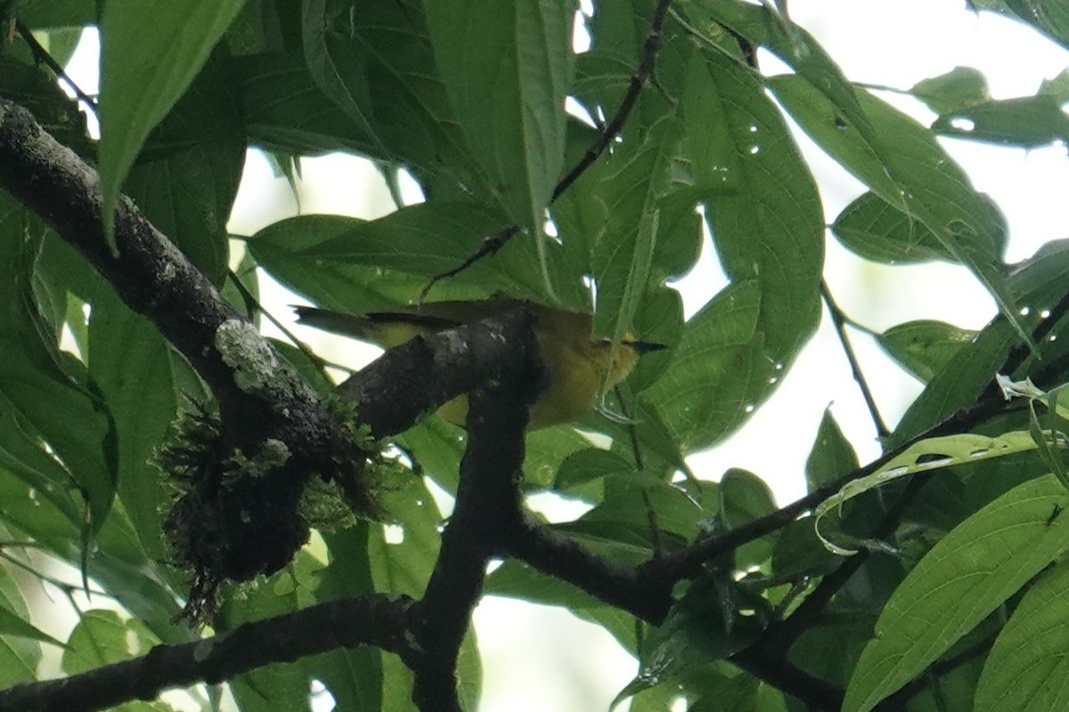 Northern Yellow White-eye - ML635346681