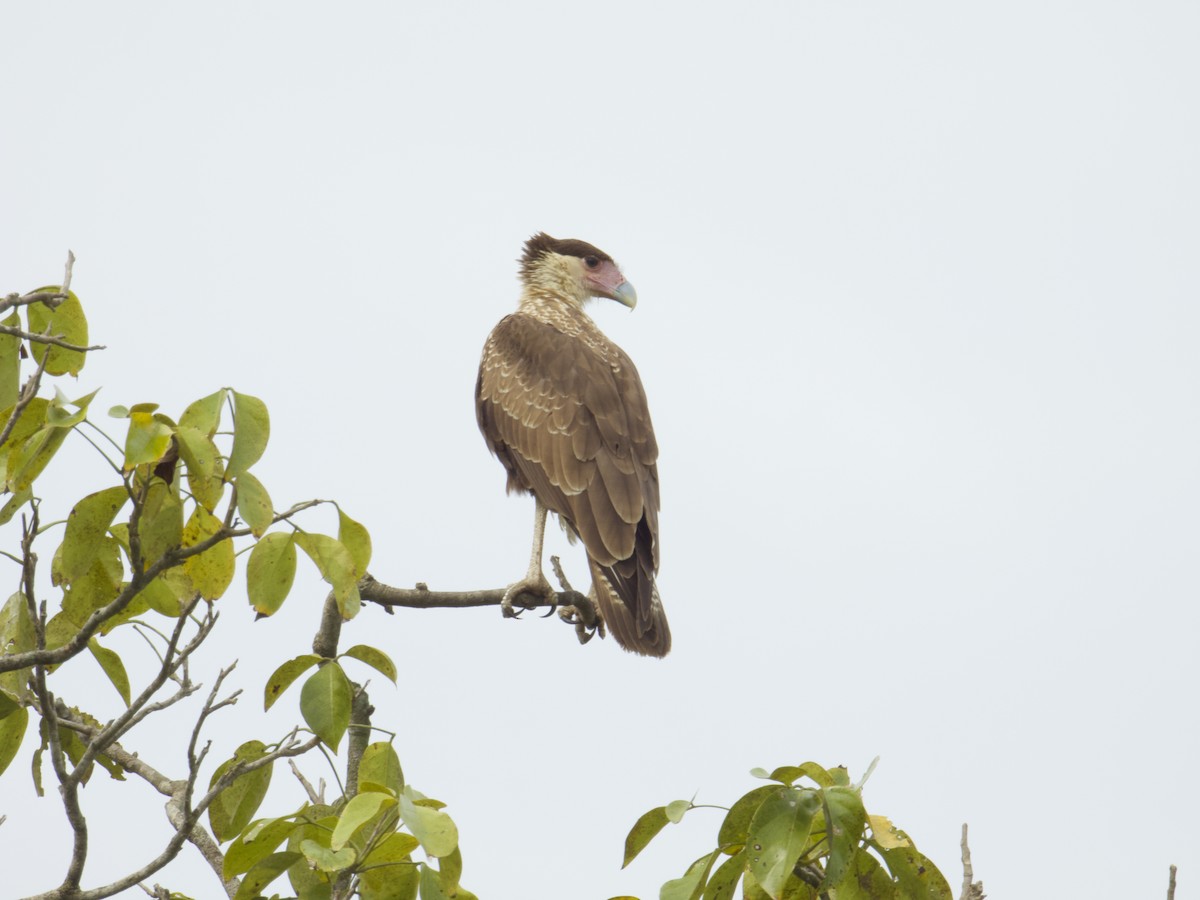 Crested Caracara - ML635346690