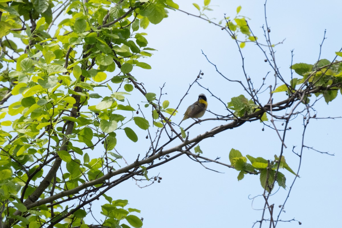 Common Yellowthroat - ML635346735