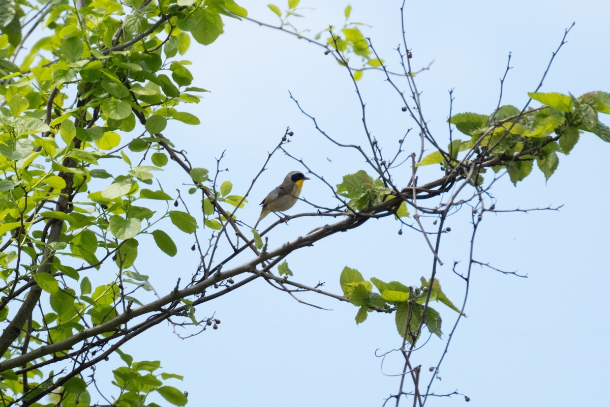 Common Yellowthroat - ML635346736