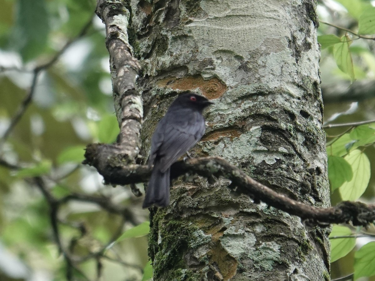 Sharpe's Drongo (Eastern) - ML635346755