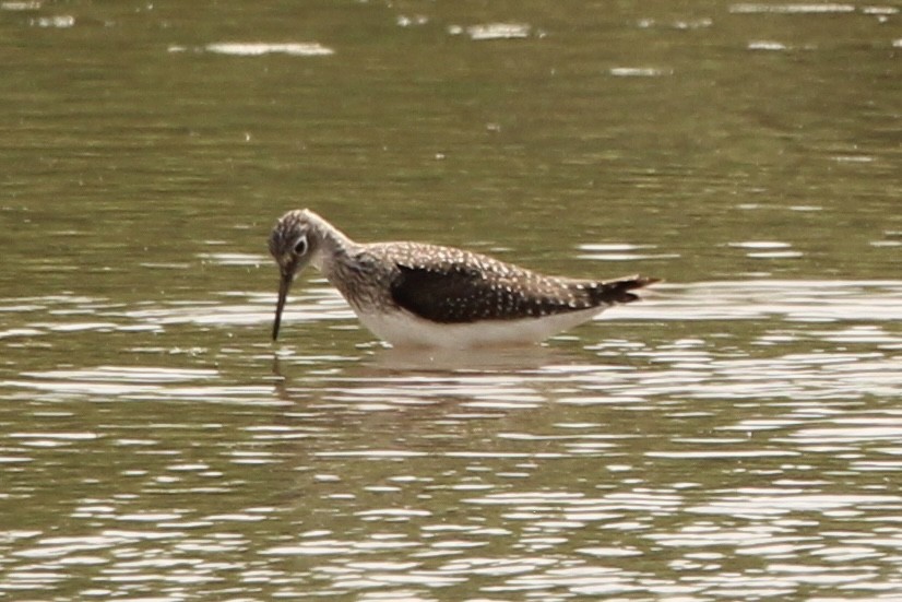 Solitary Sandpiper - ML635346756