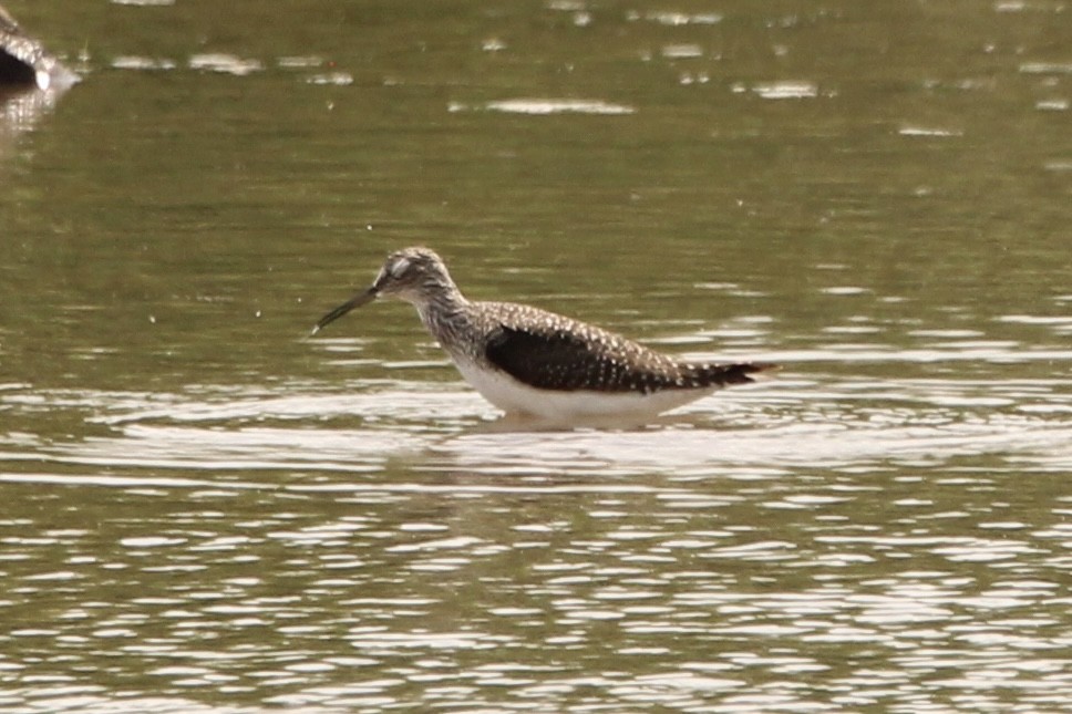 Solitary Sandpiper - ML635346757