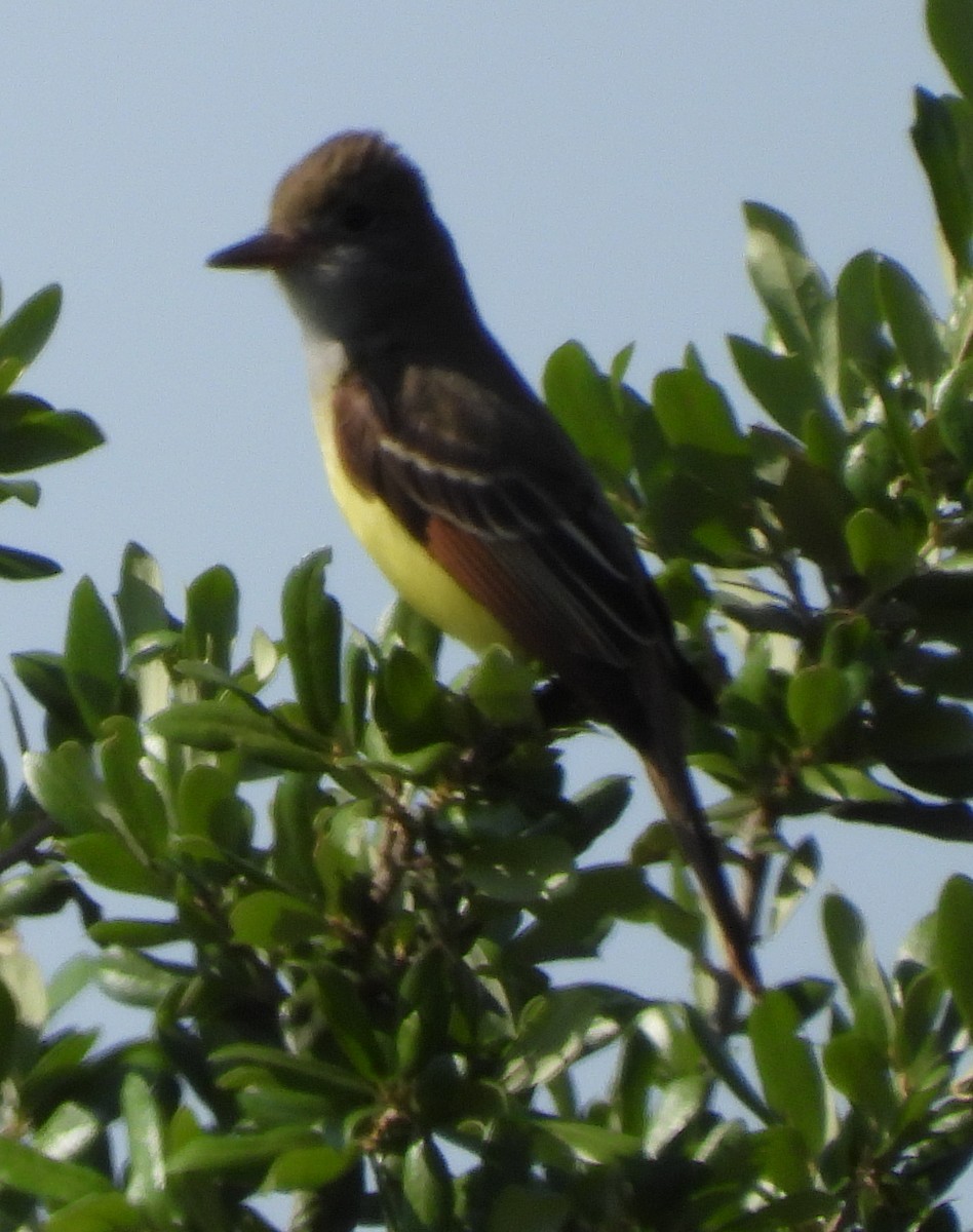 Great Crested Flycatcher - ML635346768