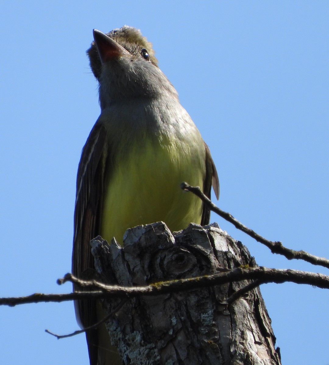 Great Crested Flycatcher - ML635346770
