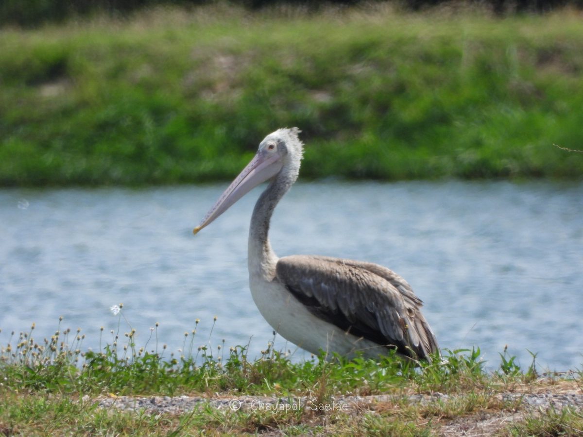 Spot-billed Pelican - ML635346784