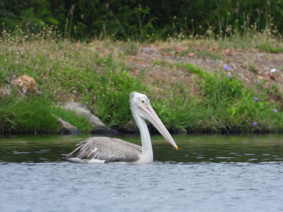 Spot-billed Pelican - ML635346785