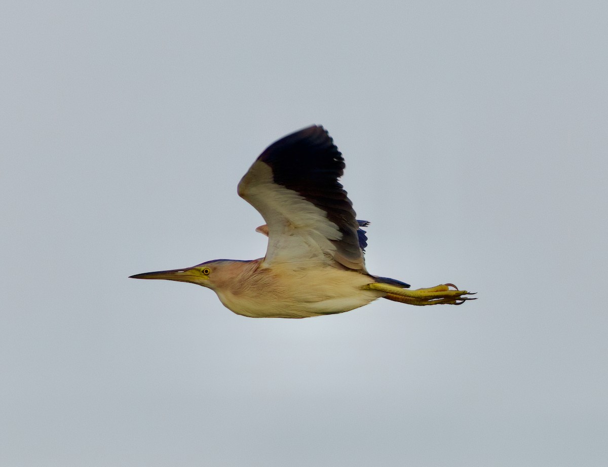 Yellow Bittern - ML635346796