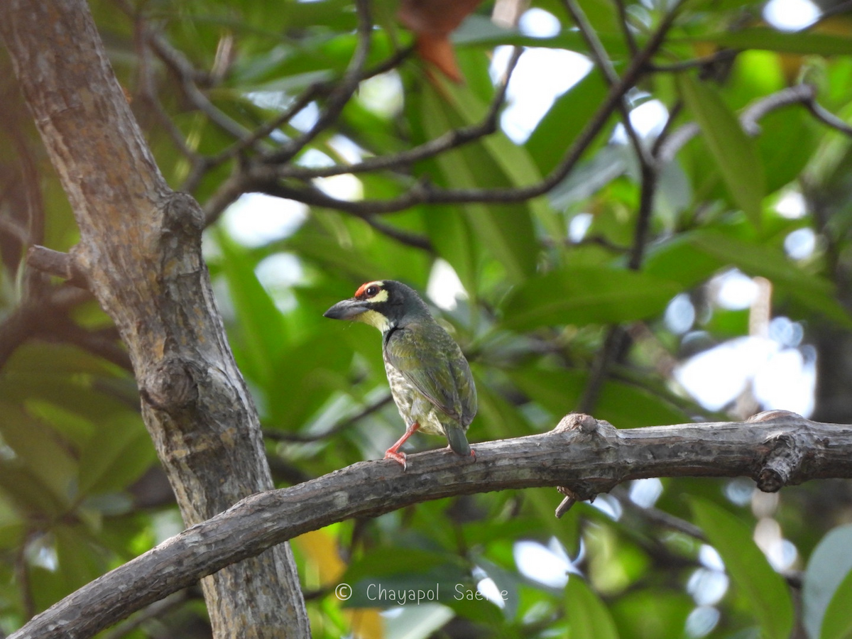 barbet zvučnohlasý - ML635346797