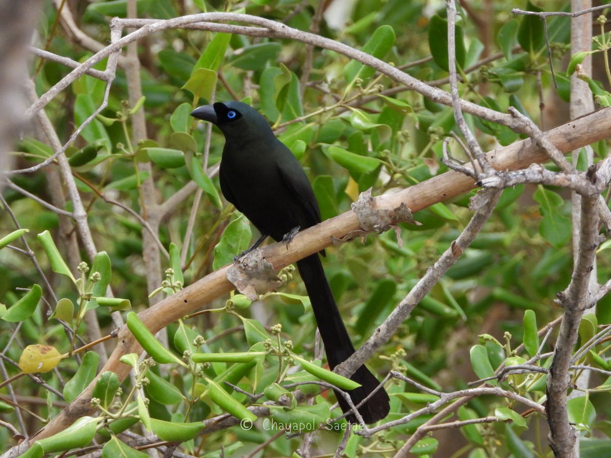 Racket-tailed Treepie - ML635346807