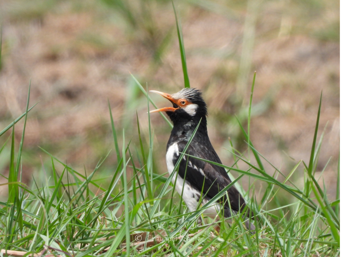 Siamese Pied Starling - ML635346813