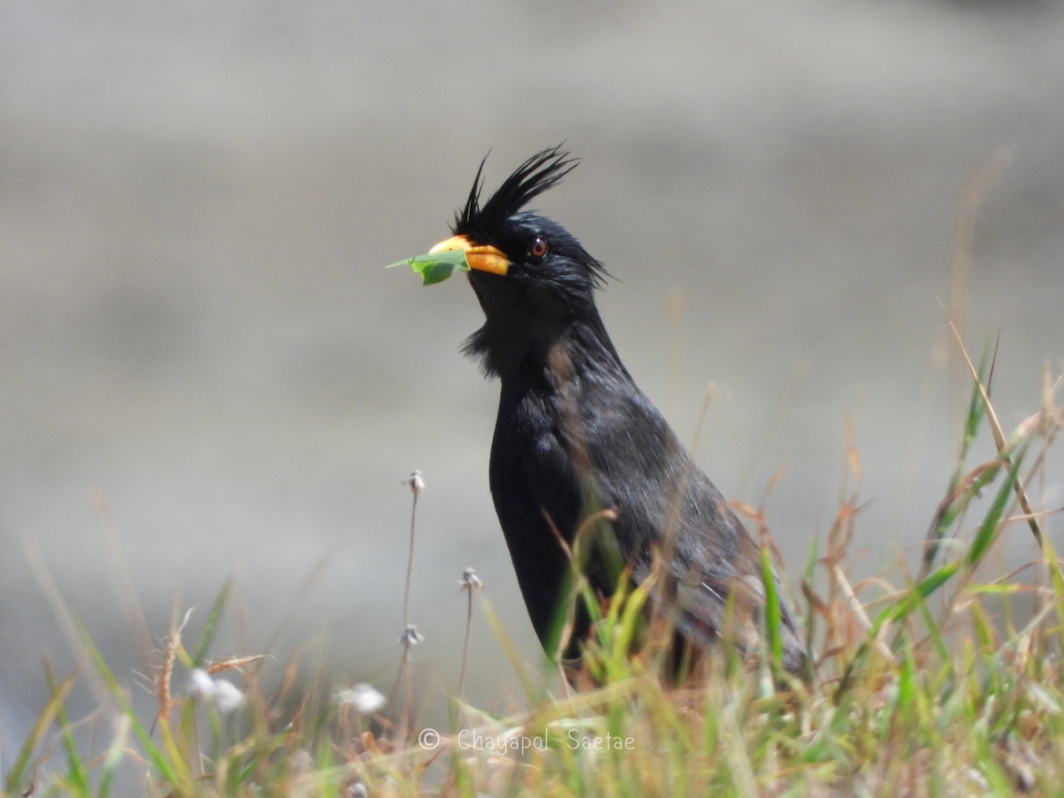 Great Myna - ML635346821