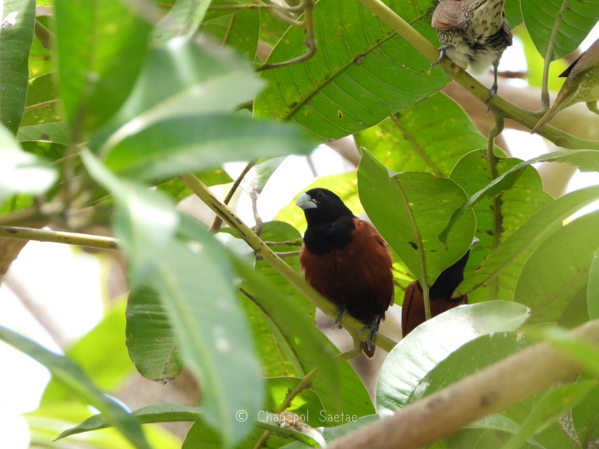 Chestnut Munia - ML635346827