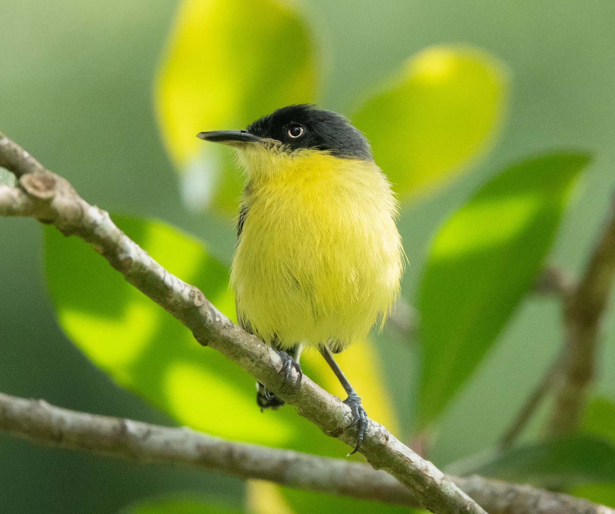 Common Tody-Flycatcher - ML635346884