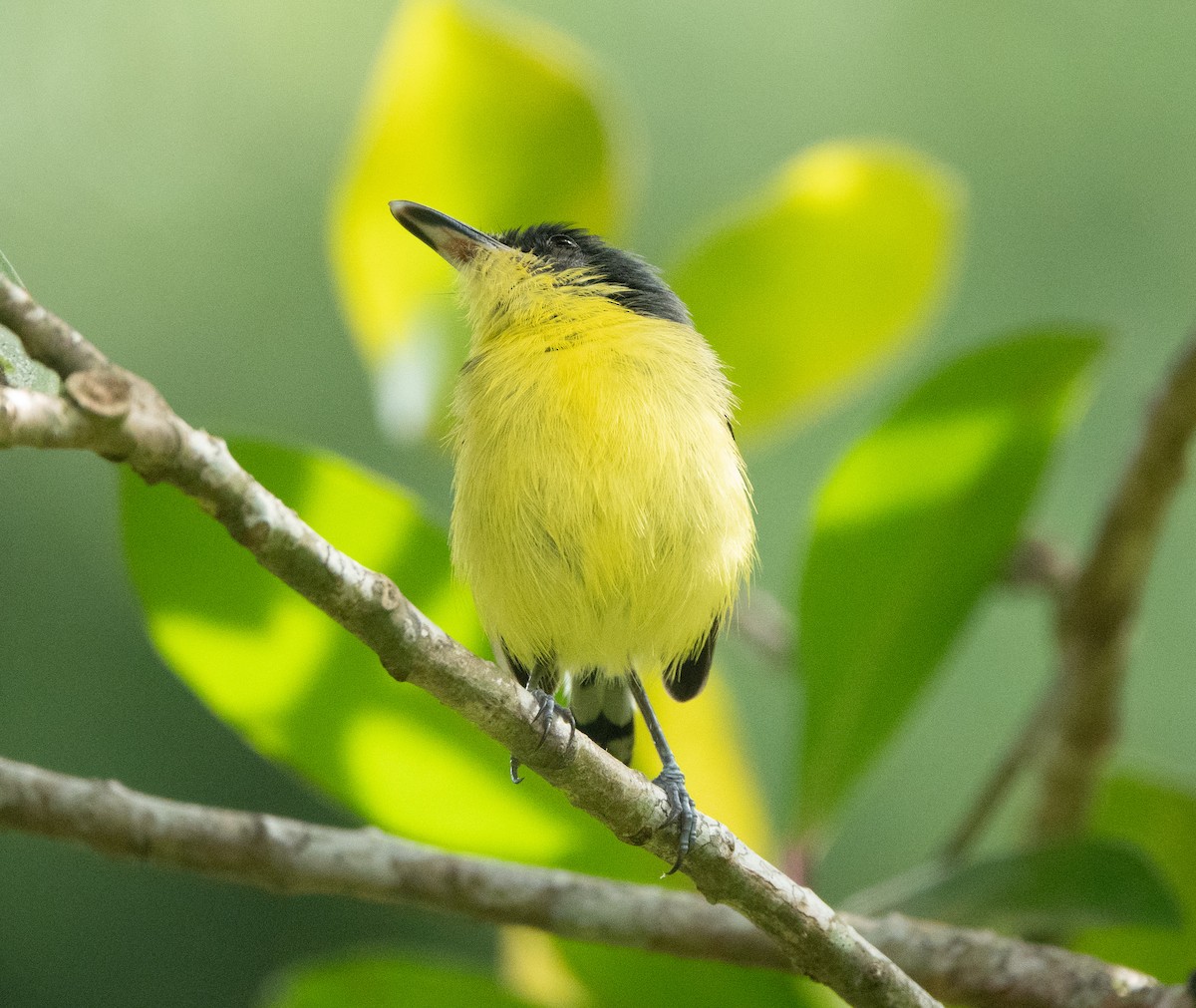 Common Tody-Flycatcher - ML635346892