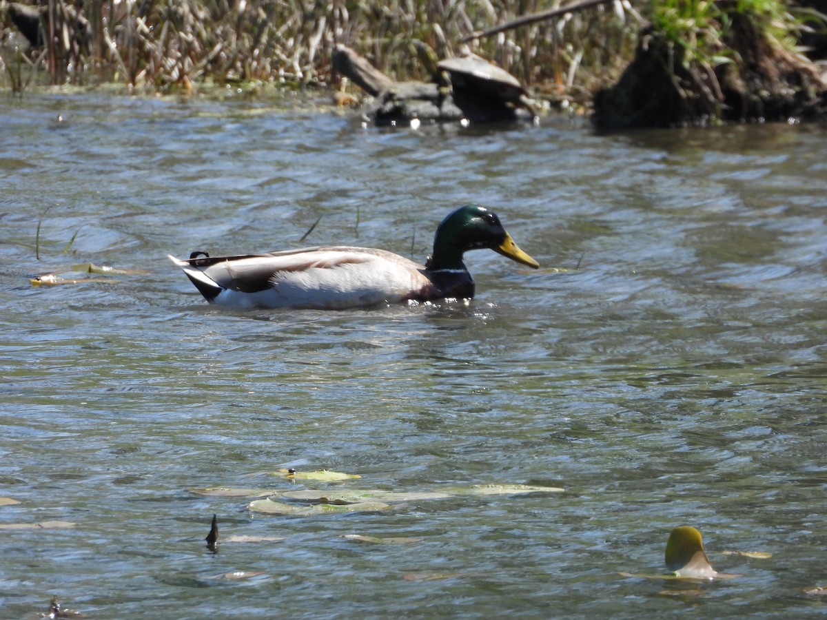 Крижень звичайний - ML635346904