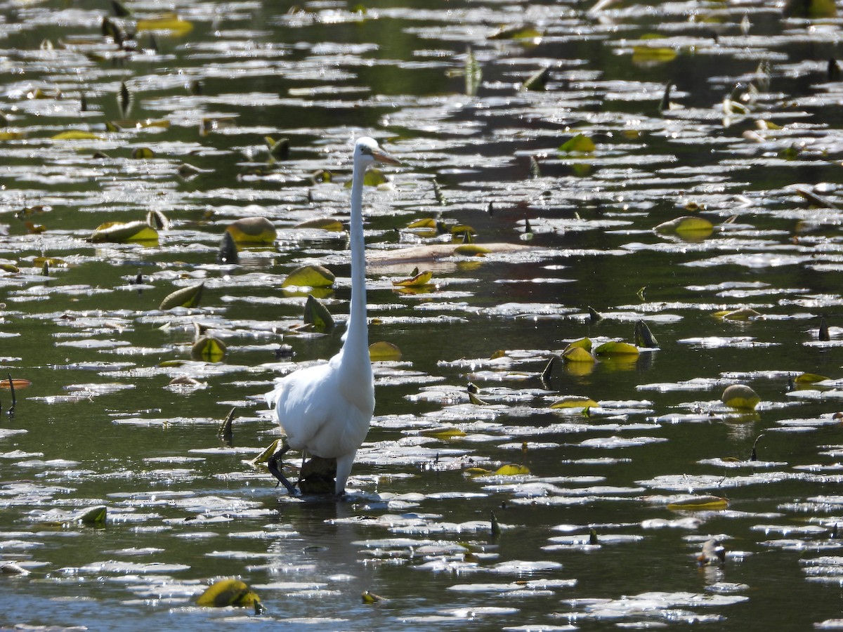 Чапля велика - ML635346922