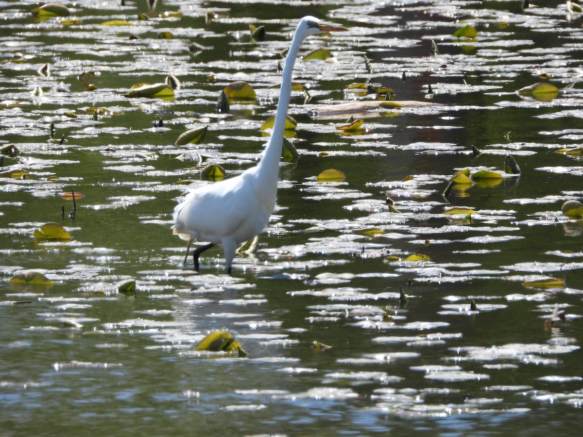 Чапля велика - ML635346923