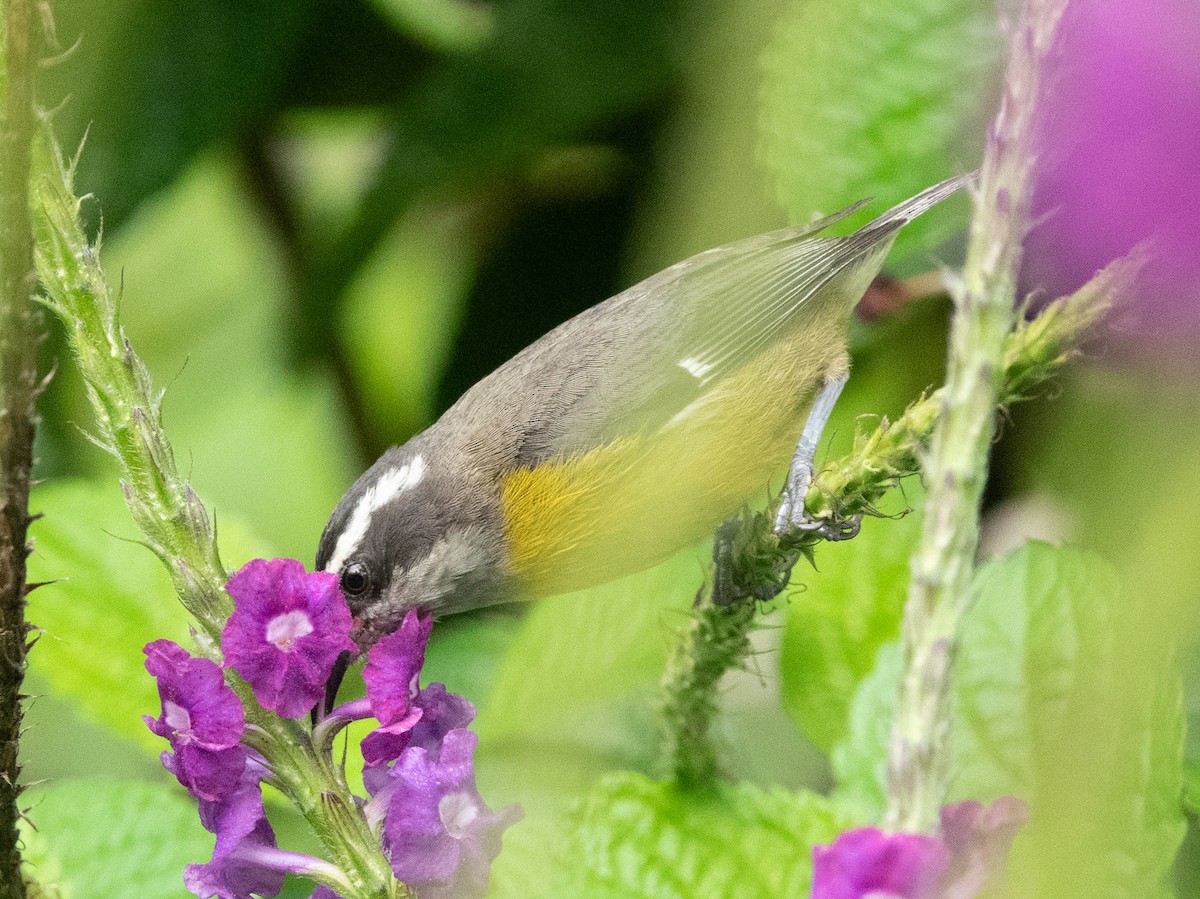 Bananaquit - ML635346946