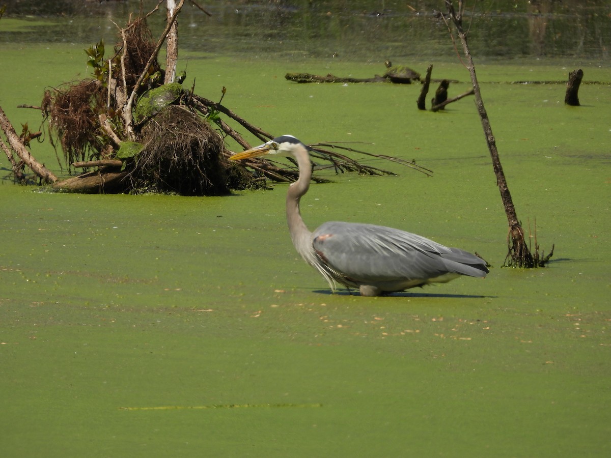 Чапля північна - ML635346947