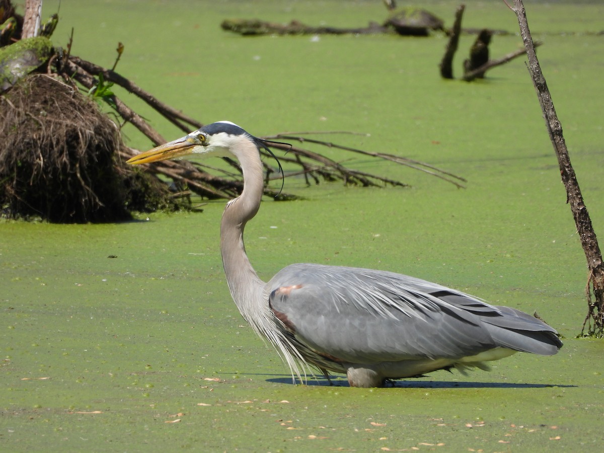 Чапля північна - ML635346948