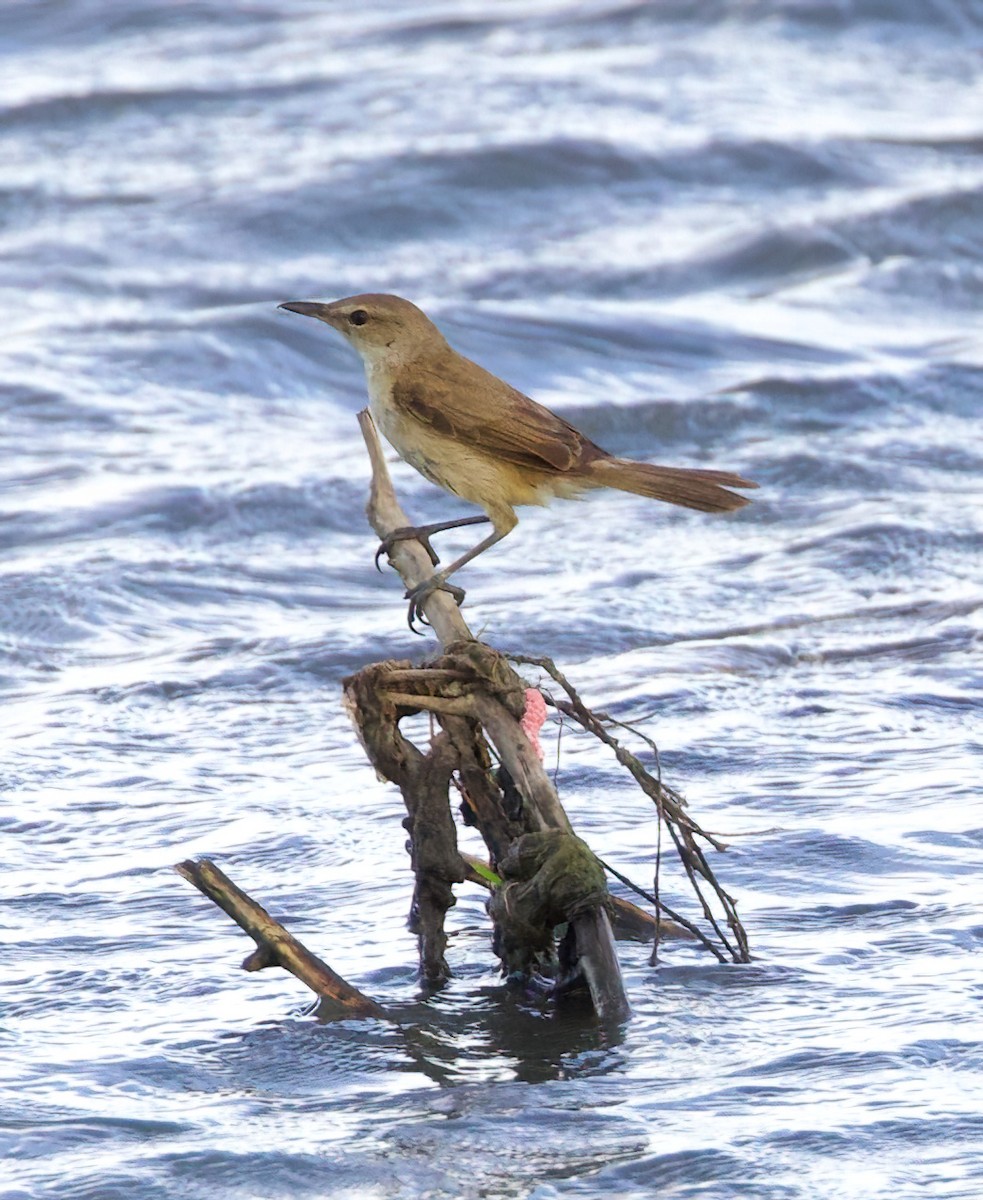 Clamorous Reed Warbler - ML635346970
