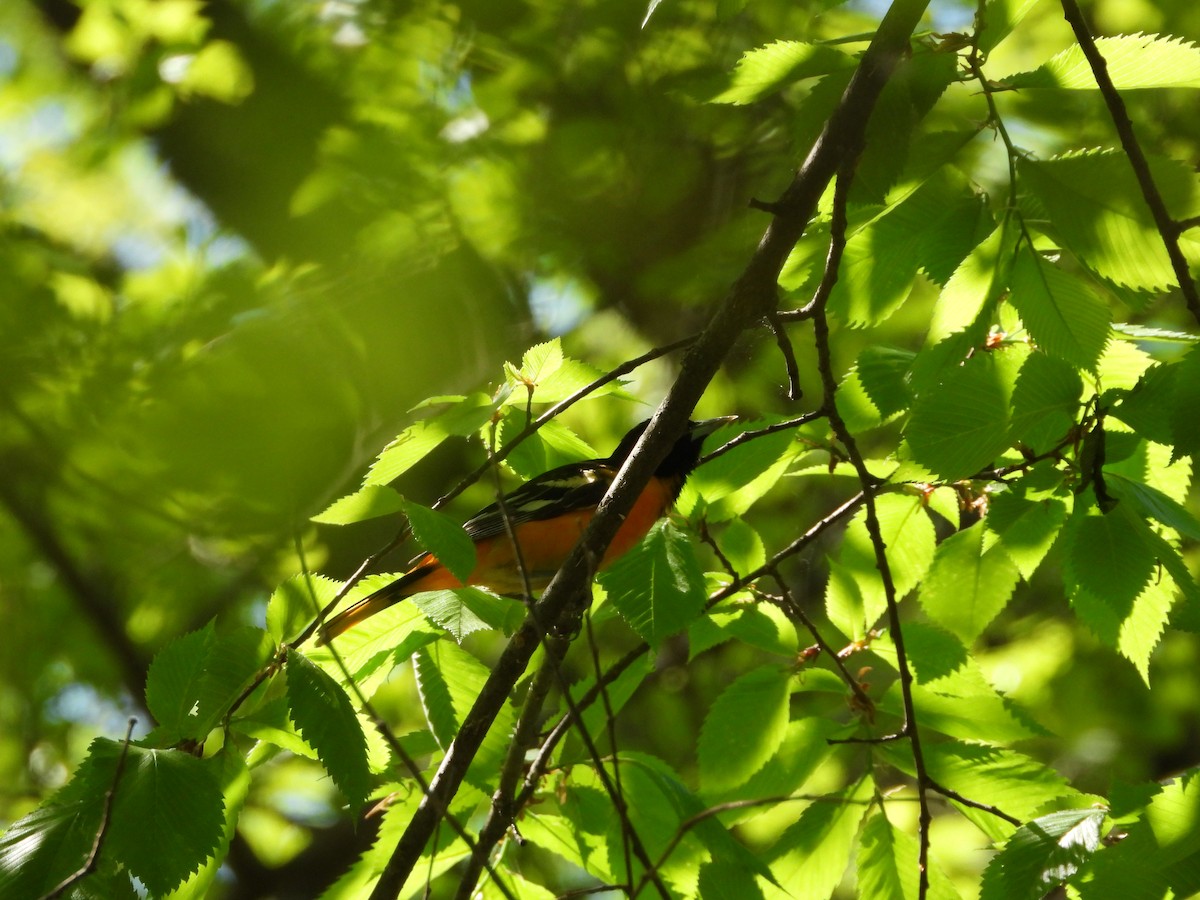 Трупіал балтиморський - ML635346997