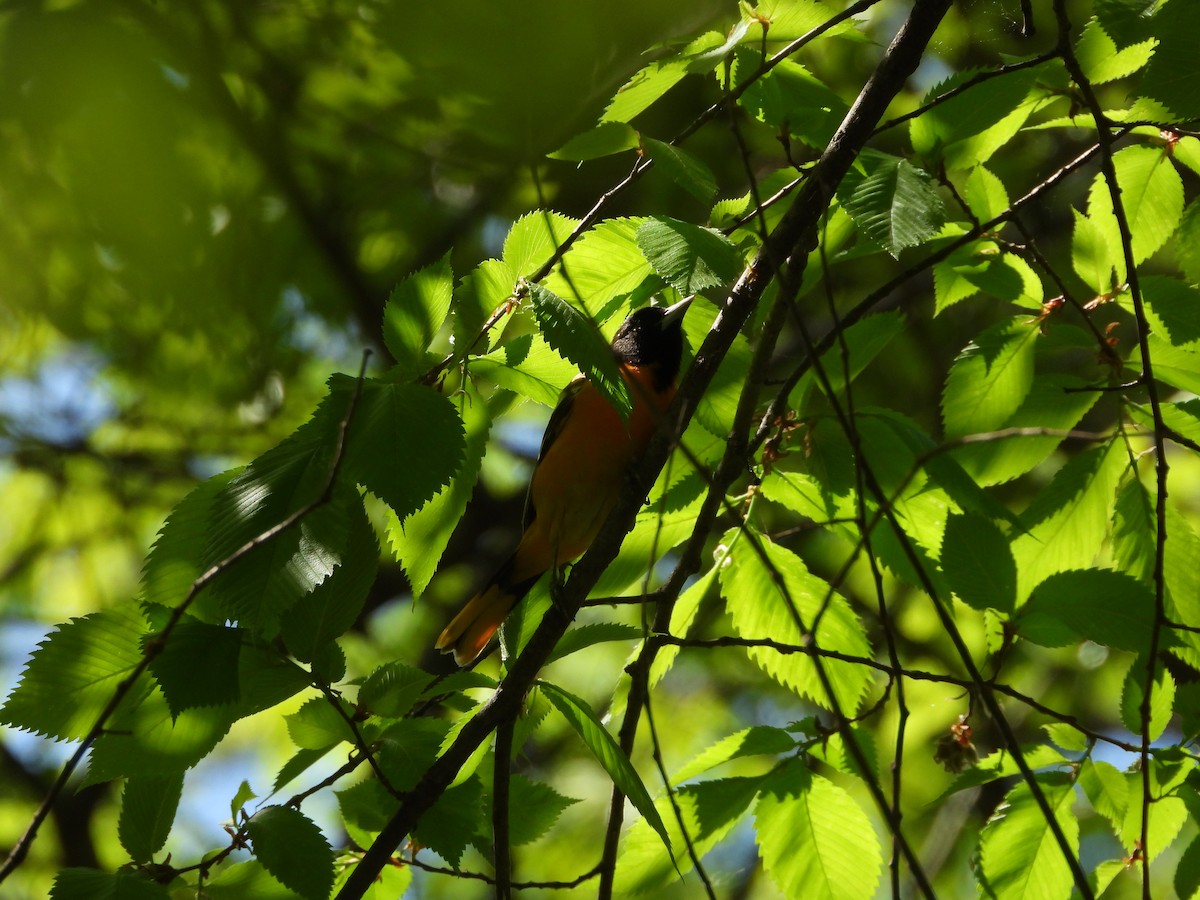 Трупіал балтиморський - ML635346998