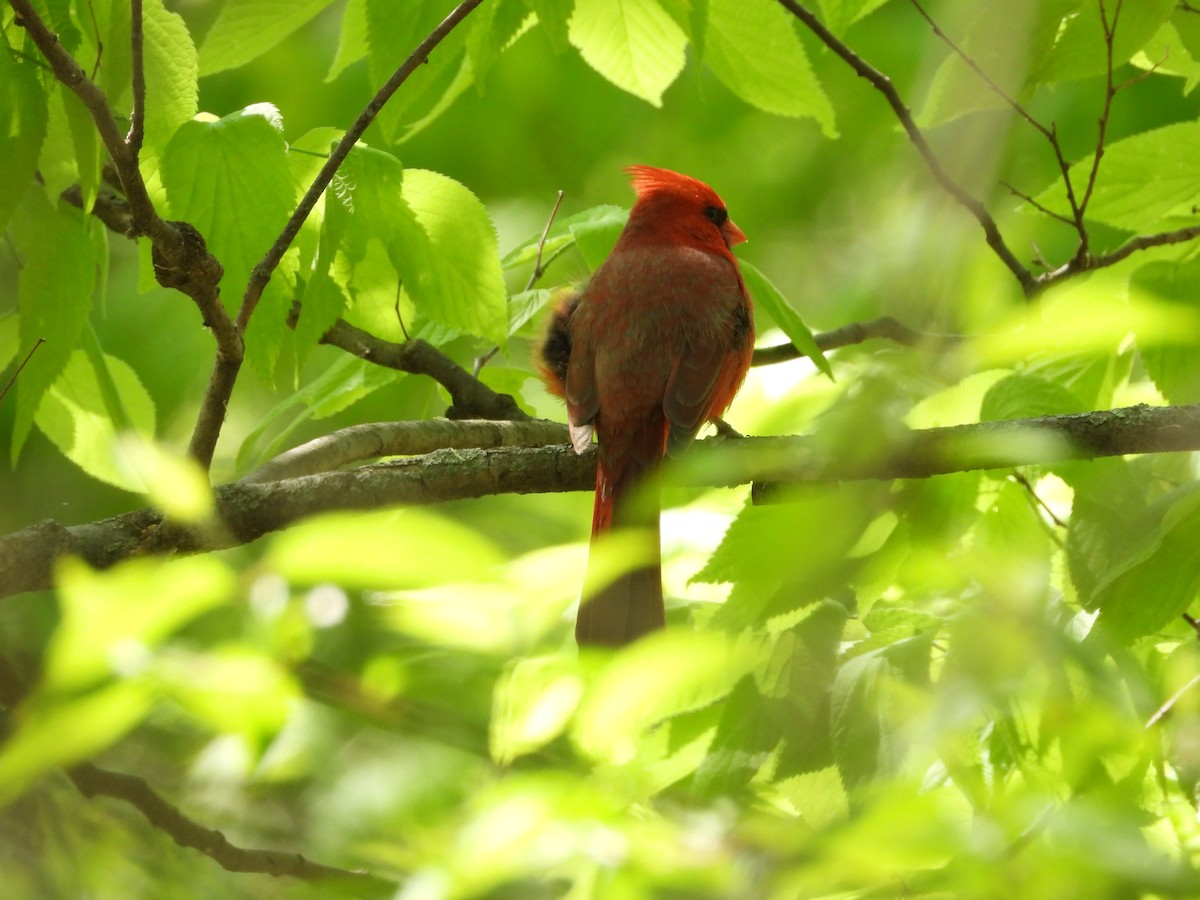 Northern Cardinal - ML635347010