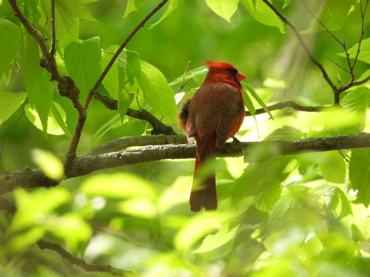 Northern Cardinal - ML635347011