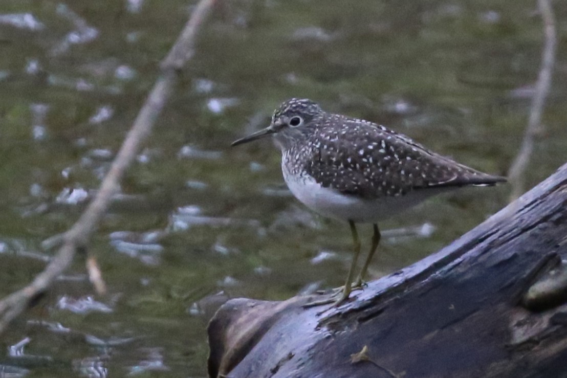 Solitary Sandpiper - ML635347028