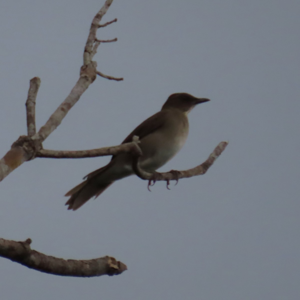 Black-billed Thrush (Amazonian) - ML635347055