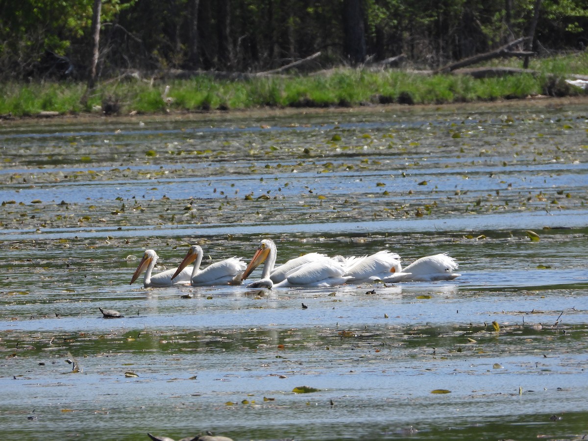 Пелікан рогодзьобий - ML635347061