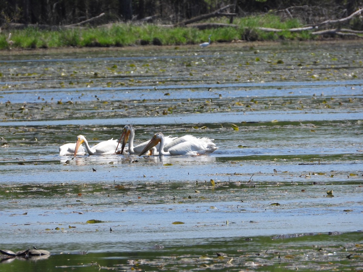 Пелікан рогодзьобий - ML635347062