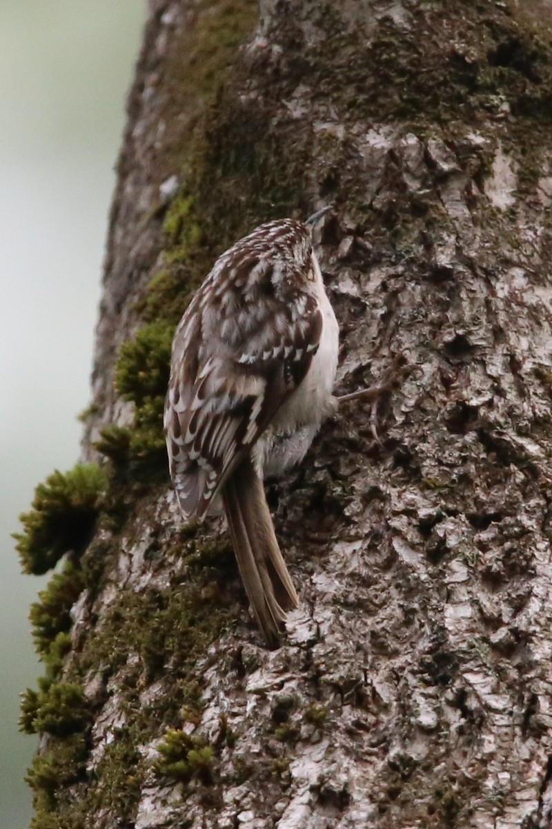 Brown Creeper - ML635347119