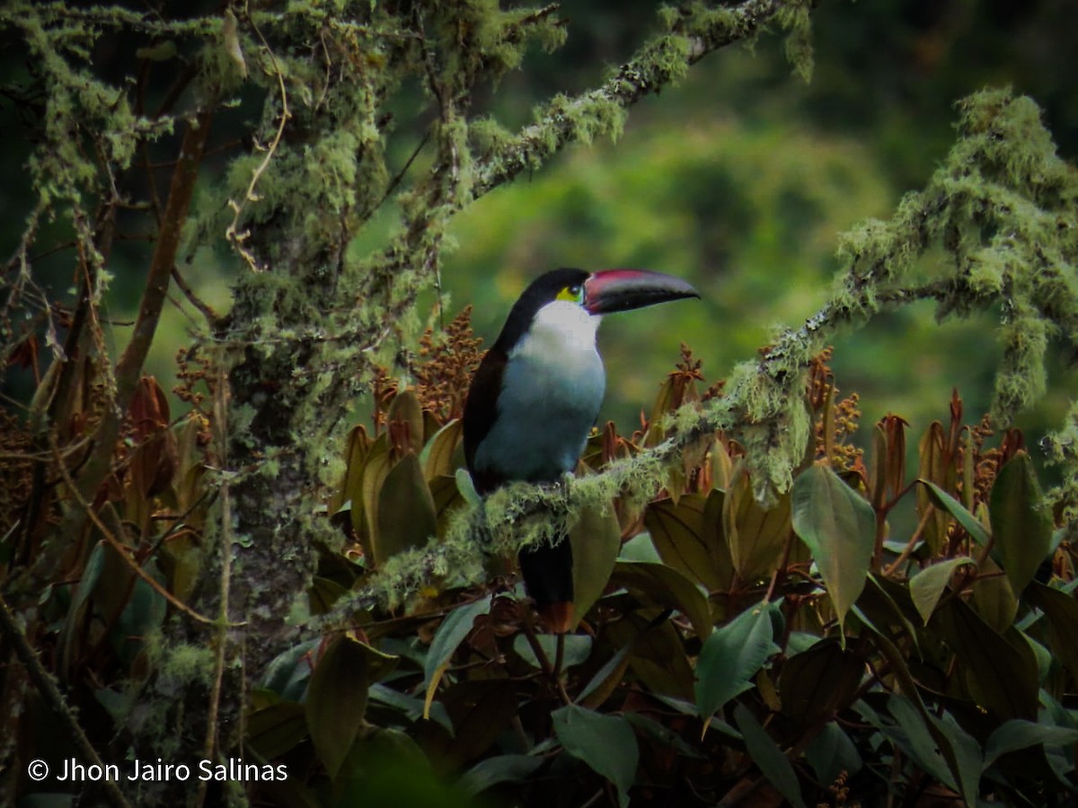 Black-billed Mountain-Toucan - ML635347145