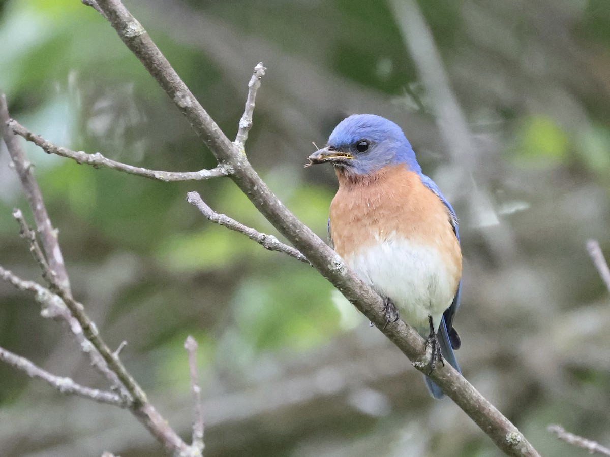 Eastern Bluebird - ML635347180