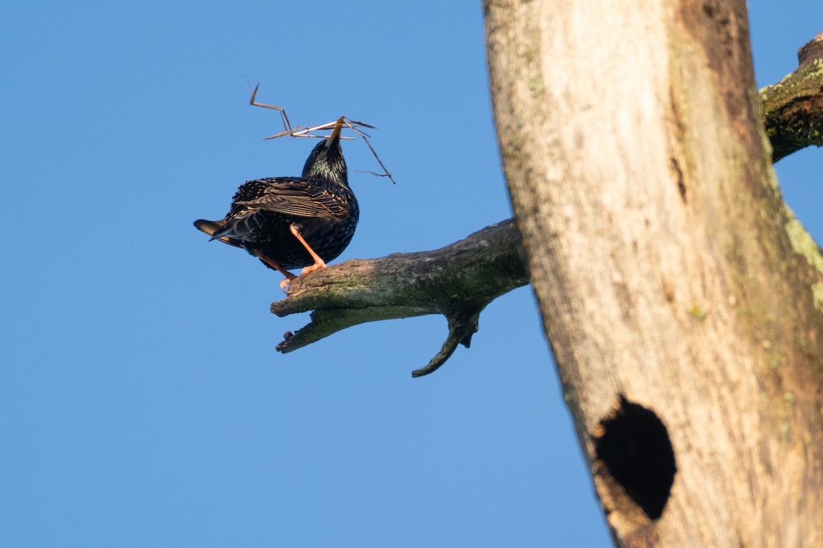European Starling - ML635347186