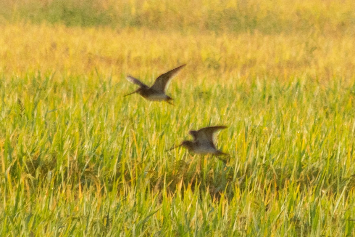 Common Snipe - ML635347198