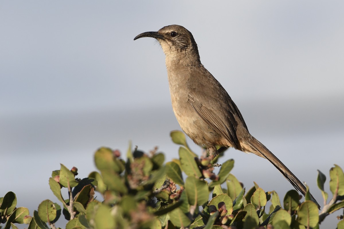 California Thrasher - ML635347222