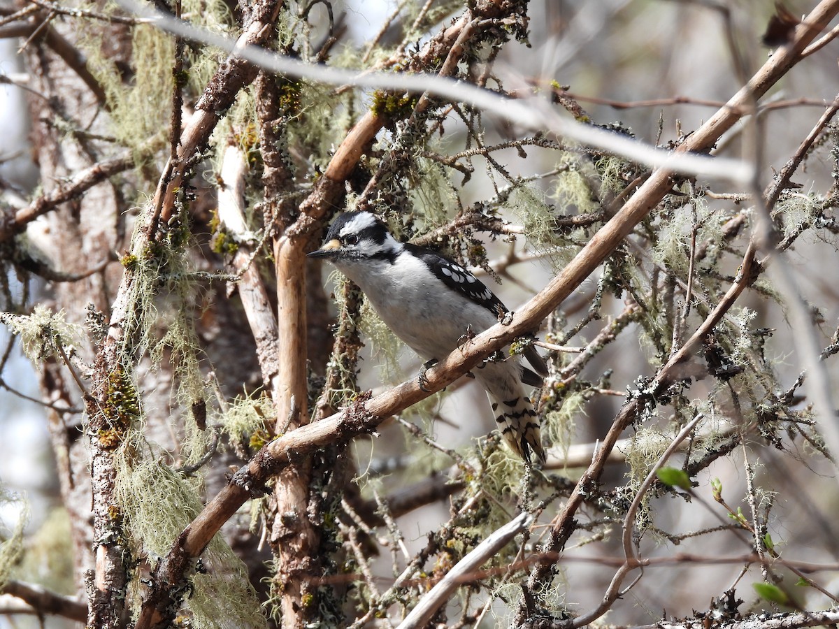 Downy Woodpecker - ML635347226
