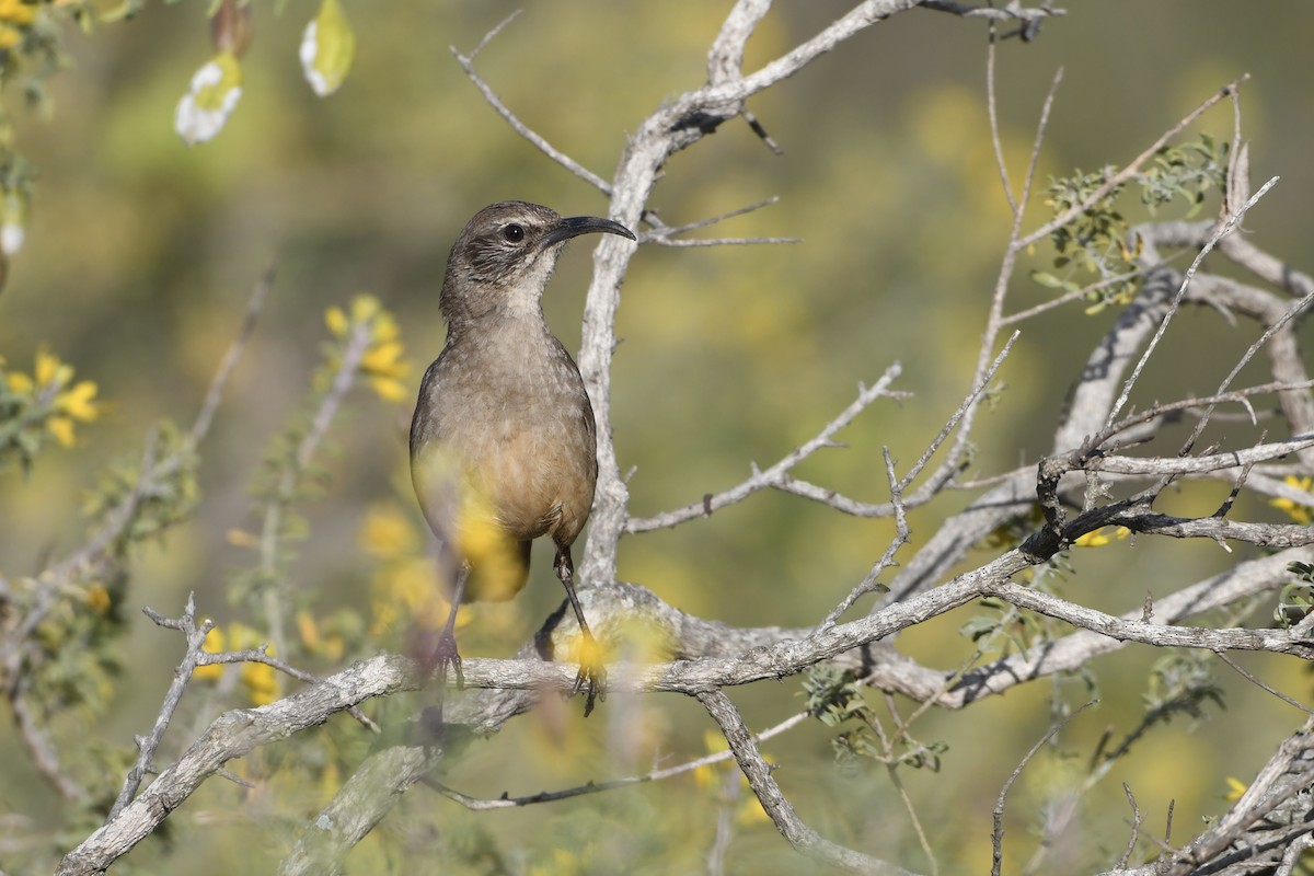 California Thrasher - ML635347262