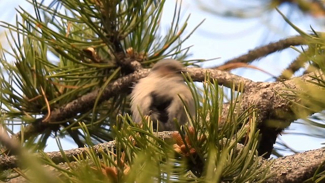 Bushtit - ML635347284