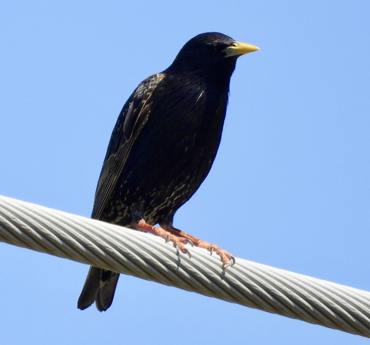 European Starling - ML635347315
