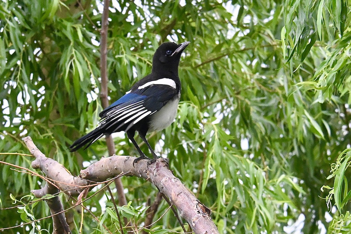 喜鵲 - ML635347334