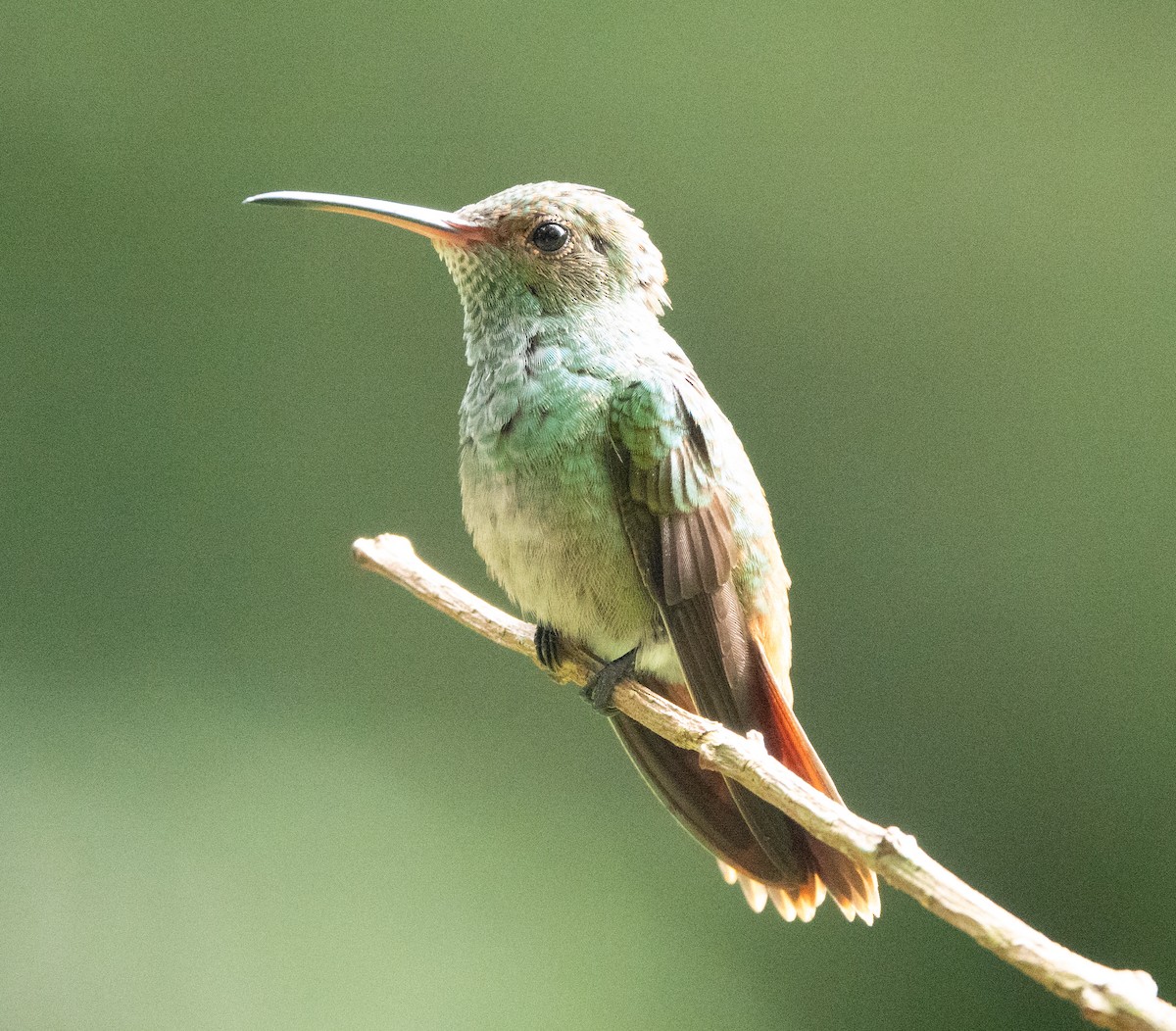 Rufous-tailed Hummingbird - ML635347335