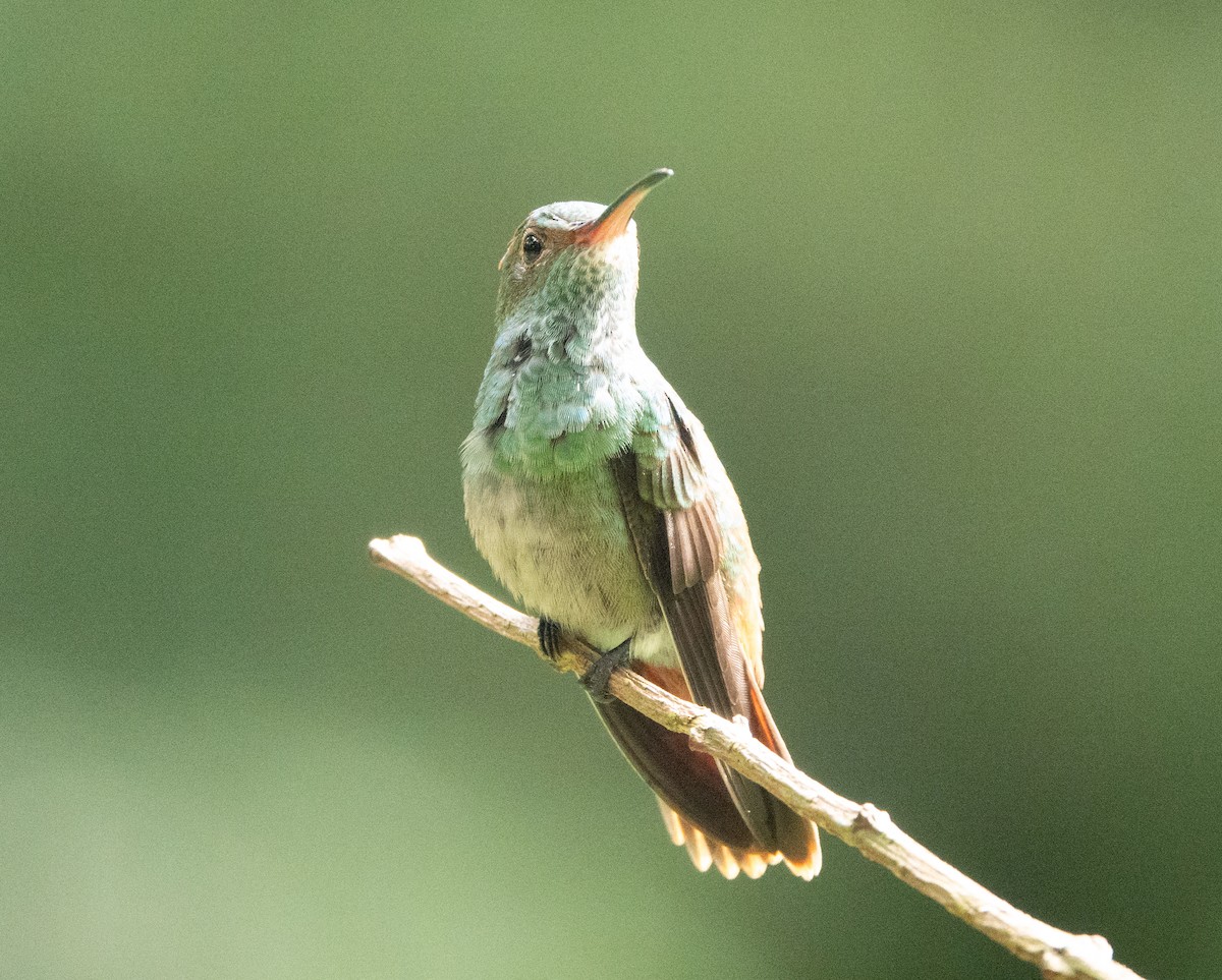 Rufous-tailed Hummingbird - ML635347342