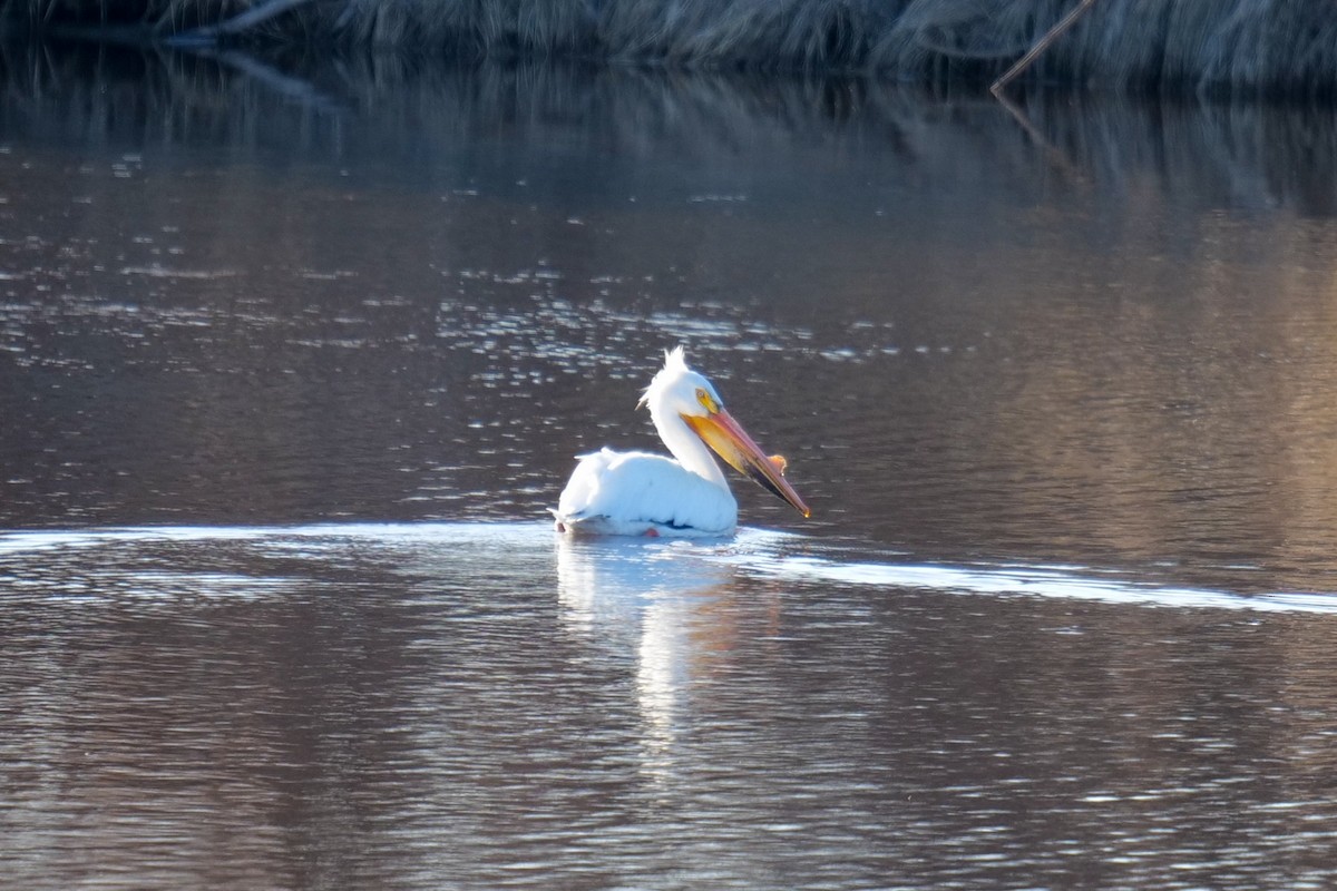 American White Pelican - ML635347407